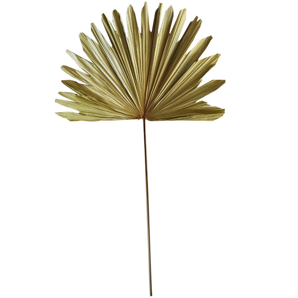Palmblad Tak Gedroogd 105x45cm
