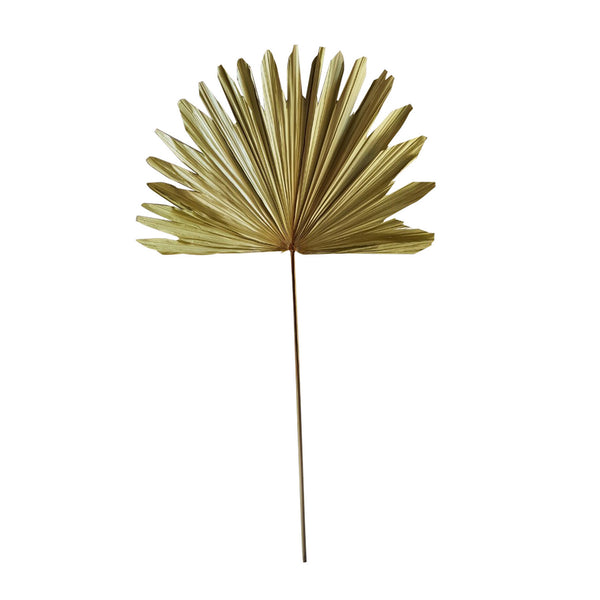 Palmblad Tak Gedroogd 97x38cm